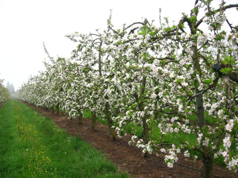 Arboriculture